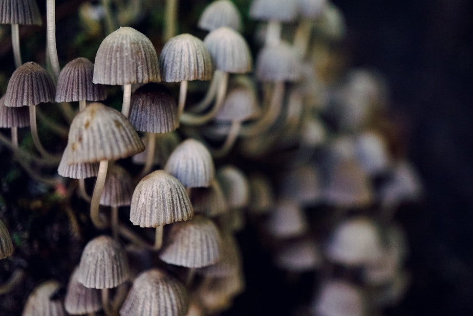 caption: We live in a mycorrhizal wonderland.