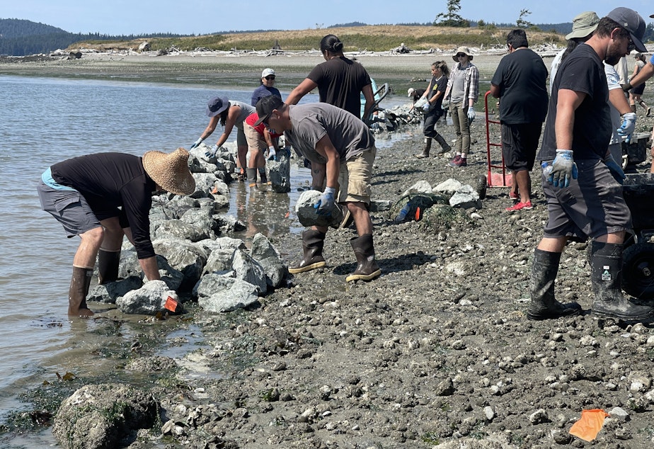 caption: A hand-built rock wall for a clam garden takes shape on Kiket Island, on the Swinomish Reservation in Washington state, on Aug. 12.