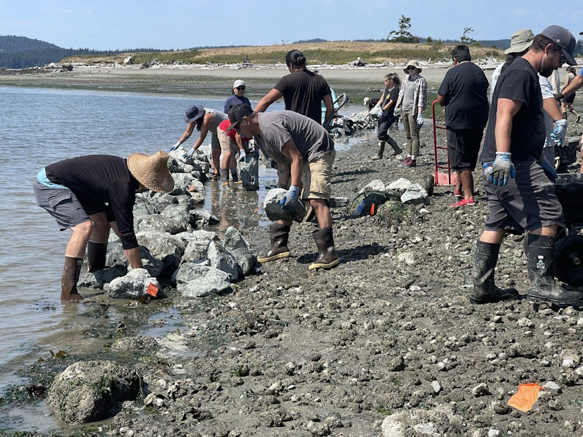 caption: A hand-built rock wall for a clam garden takes shape on Kiket Island, on the Swinomish Reservation in Washington state, on Aug. 12.