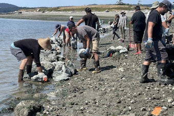 caption: A hand-built rock wall for a clam garden takes shape on Kiket Island, on the Swinomish Reservation in Washington state, on Aug. 12.