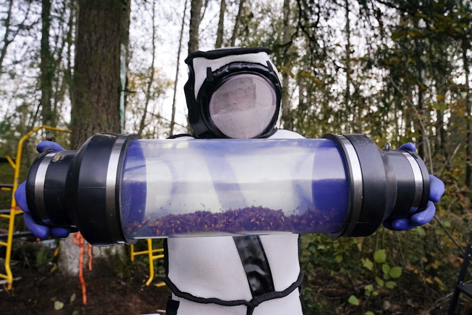caption: Sven Spichiger, Washington State Department of Agriculture managing entomologist, displays a canister of Asian giant hornets vacuumed from a nest in a tree behind him Saturday, Oct. 24, 2020, in Blaine, Wash.