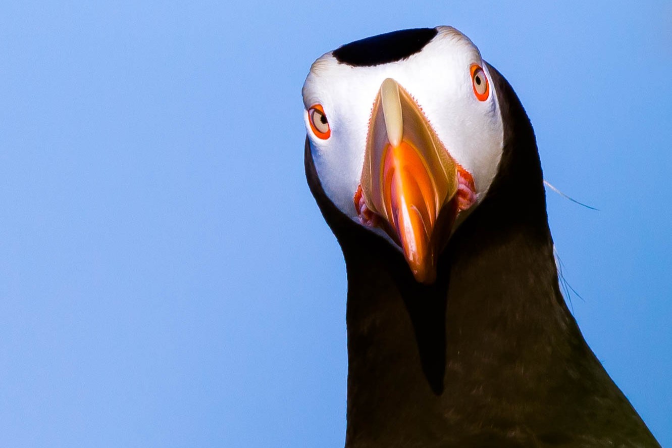 caption: Closeup of a tufted puffin at Alaska Maritime National Wildlife Refuge on June 30, 2022.