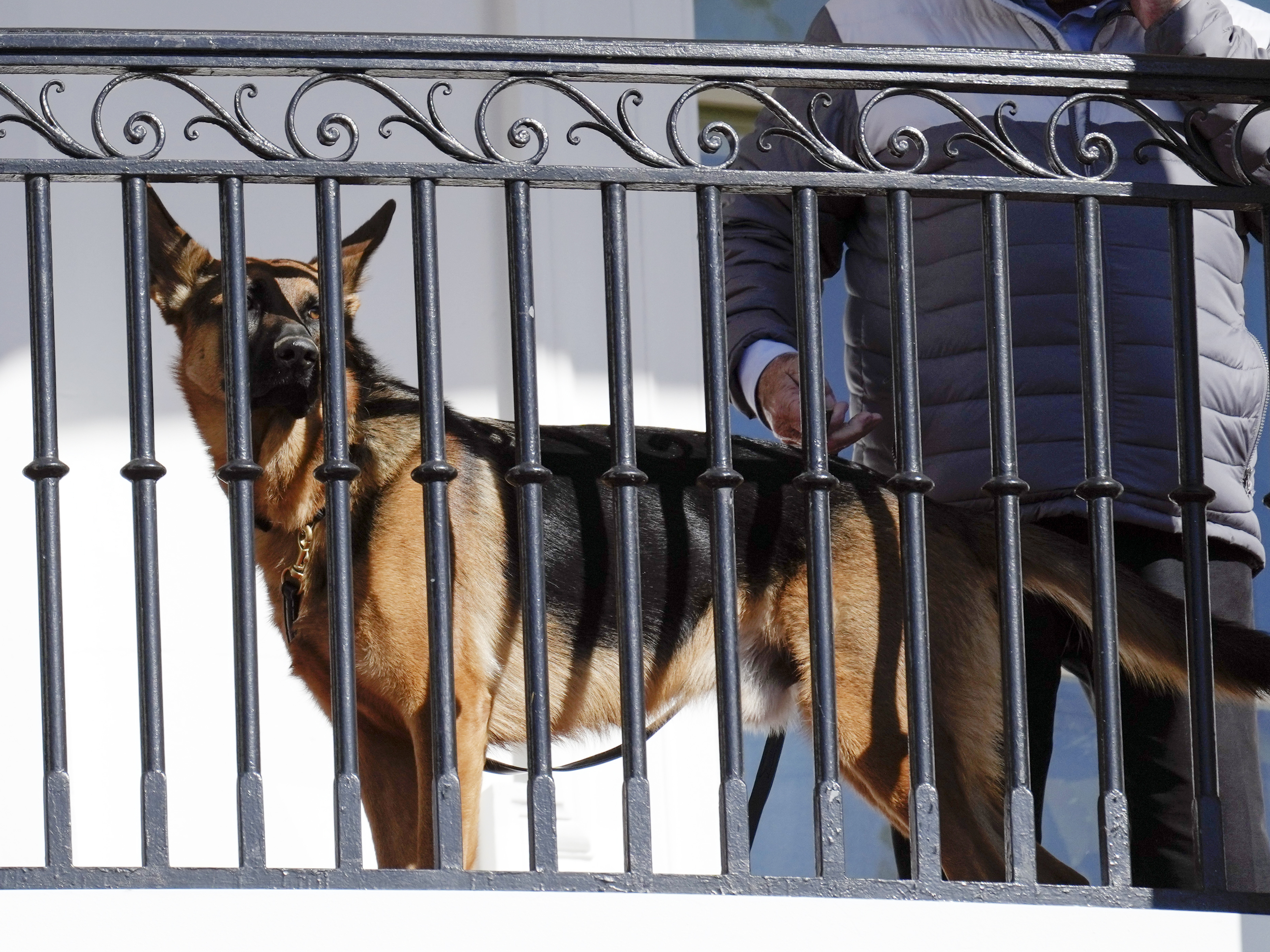 caption: President Biden's dog Commander looks out from the balcony during the 2022 Thanksgiving turkey pardon ceremony. Secret Service records show the dog has bitten a number of agents, raising concerns.
