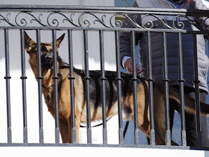 caption: President Biden's dog Commander looks out from the balcony during the 2022 Thanksgiving turkey pardon ceremony. Secret Service records show the dog has bitten a number of agents, raising concerns.