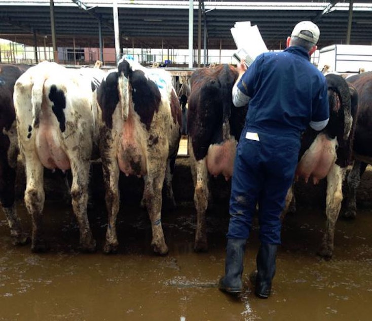 caption: Dean Hibbs, with All West Select Sires, could be called the date doctor for dairy and beef cows. He’s tallying their traits and seeing which bull might be the best match to produce the highest-quality dairy calf.