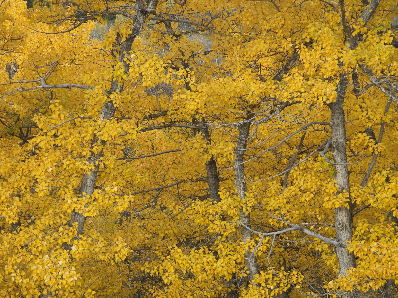 caption: Some cottonwood trees are home to microorganisms that are known methane producers.