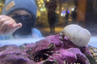 caption: A young child points at a hermit crab at the Seattle Aquarium in December, 2022
