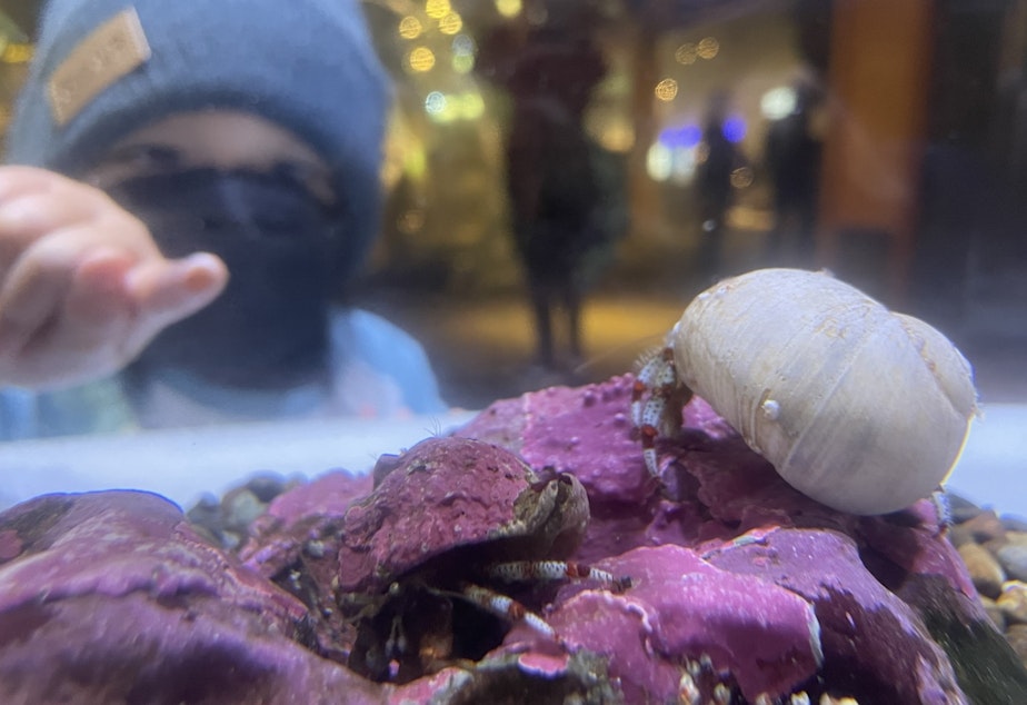 caption: A young child points at a hermit crab at the Seattle Aquarium in December, 2022