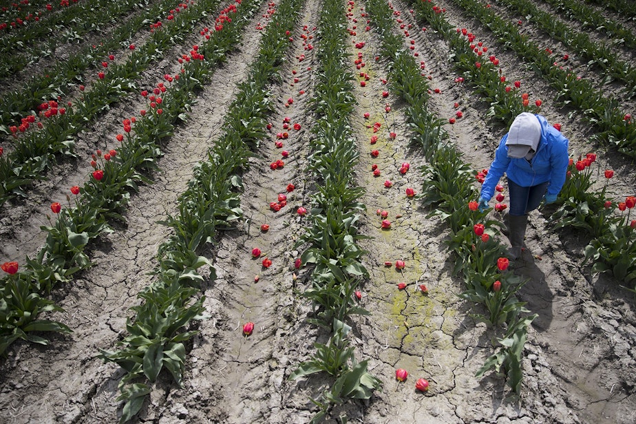 caption: A farmworker tops rows of pink tulips on Tuesday, April 24, 2018, at one of RoozenGaarde's fields near Mount Vernon. The tulips are topped in order to conserve the remaining energy for the bulbs.