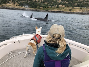caption: Eba getting a close up view of orca in Puget Sound. Orca poop will float for up to 30 minutes. That is how Eba is able to smell it on the surface of the water. 
