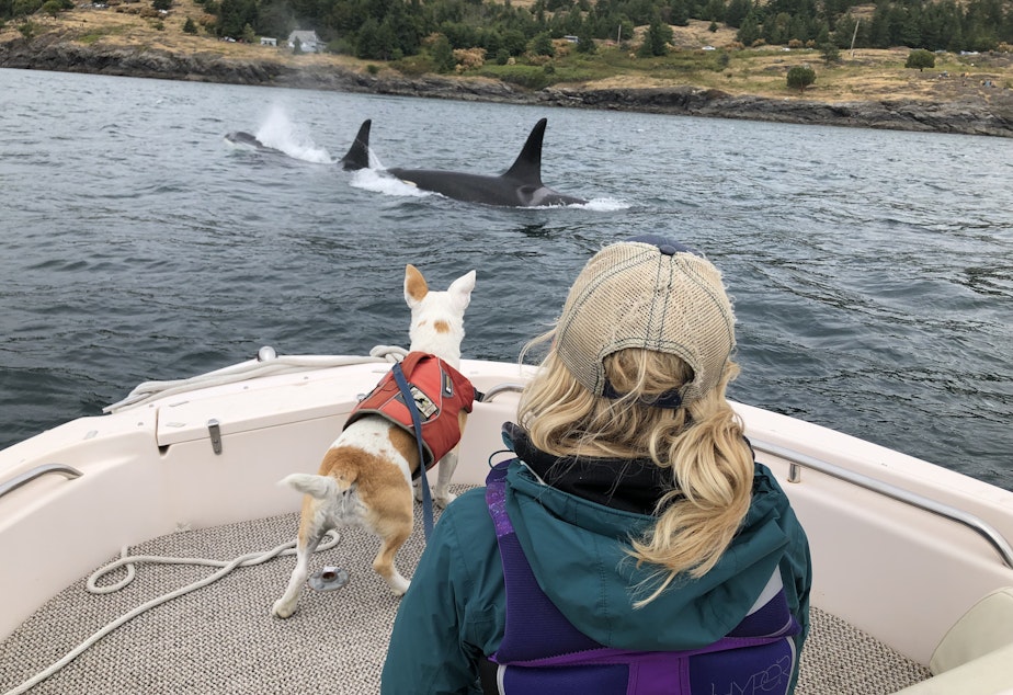 caption: Eba getting a close up view of orca in Puget Sound. Orca poop will float for up to 30 minutes. That is how Eba is able to smell it on the surface of the water.