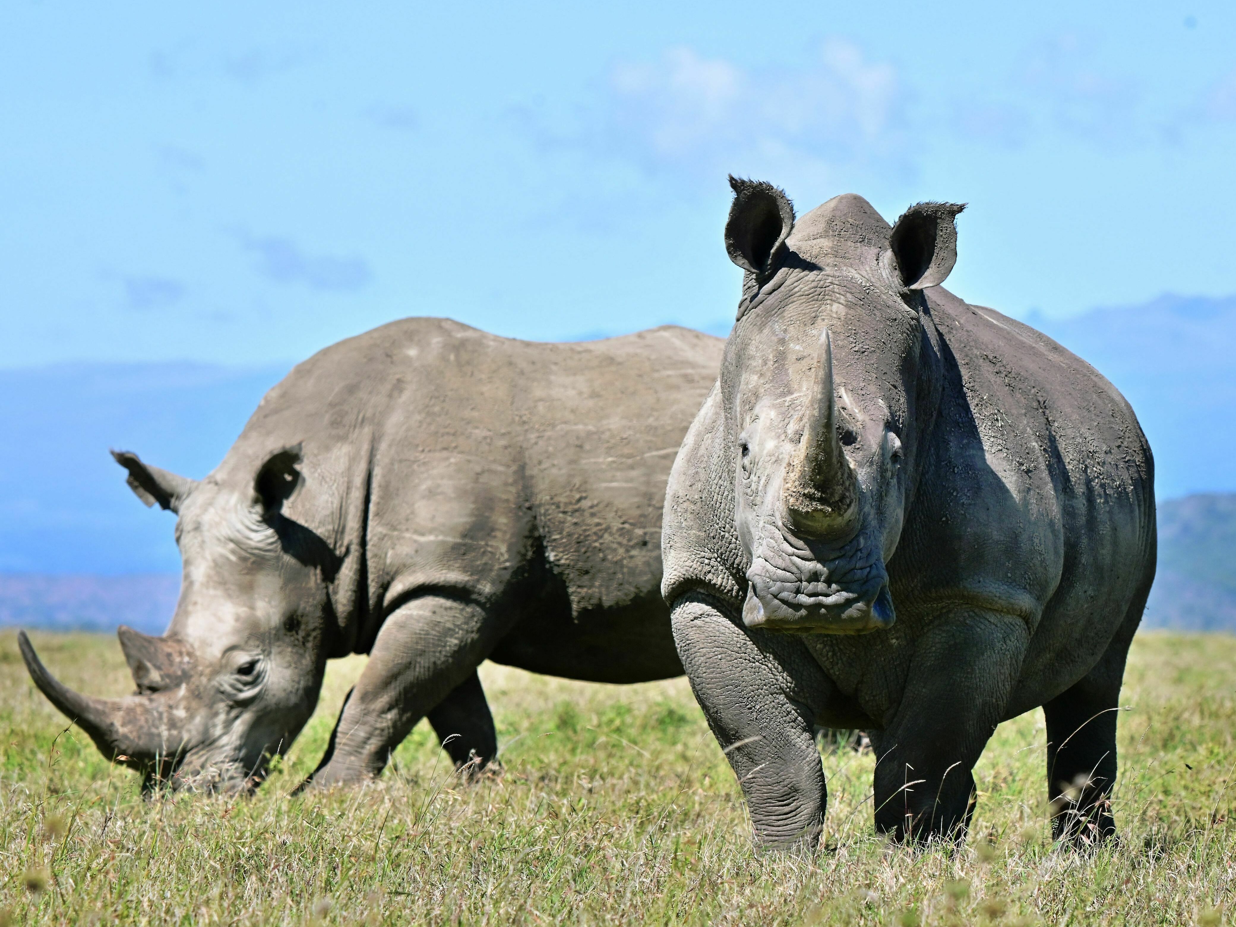 KUOW - Could lab-grown rhino horns stop poaching? Why we may never