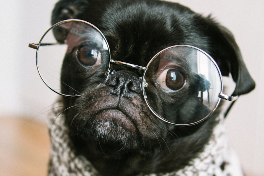 dog pug puppy generic