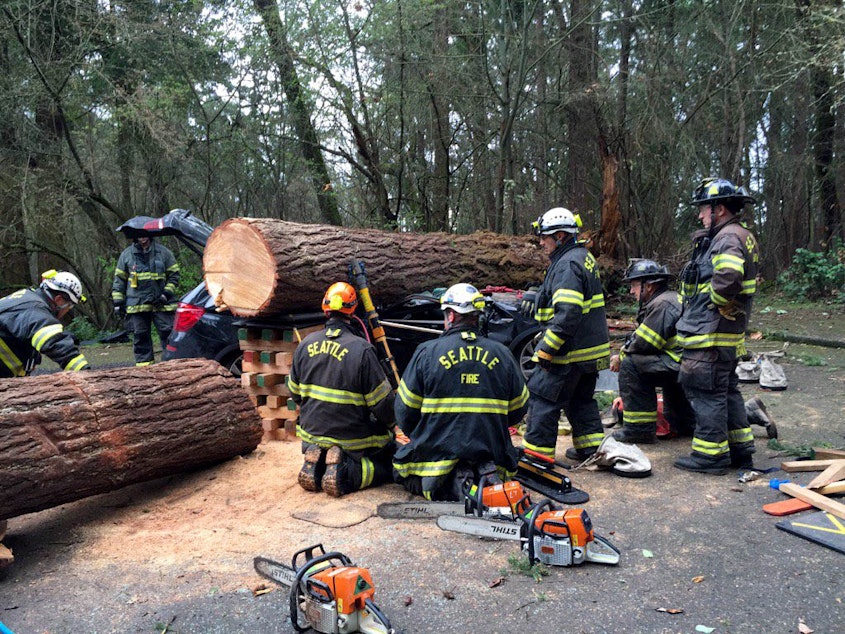 caption: A man was killed on Sunday after a tree fell on his station wagon. A female toddler in the car was transported to Harborview with minor injuries.