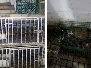 caption: These two photos, taken in 2014 by scientist Eddie Holmes, show raccoon dogs and unknown birds caged in the Huanan Seafood Wholesale Market. GPS coordinates of these images confirm that the animals were housed in the southwest corner of the market, where researchers found evidence of the coronavirus in January 2020.