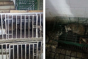 caption: These two photos, taken in 2014 by scientist Eddie Holmes, show raccoon dogs and unknown birds caged in the Huanan Seafood Wholesale Market. GPS coordinates of these images confirm that the animals were housed in the southwest corner of the market, where researchers found evidence of the coronavirus in January 2020.