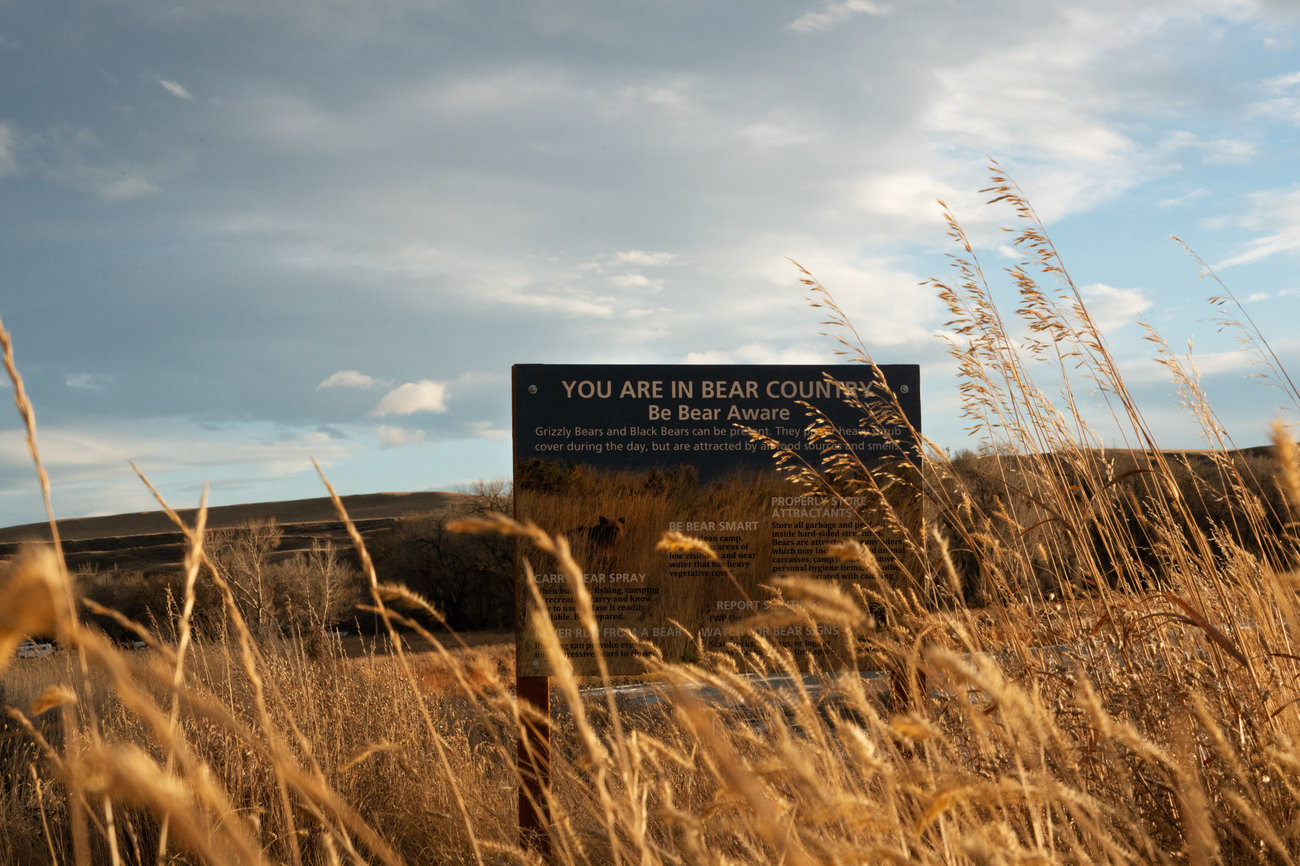 caption: A sign that reads "You are in bear country, be bear aware" stands amongst tall grasses next to the Marias River in northwest Montana.