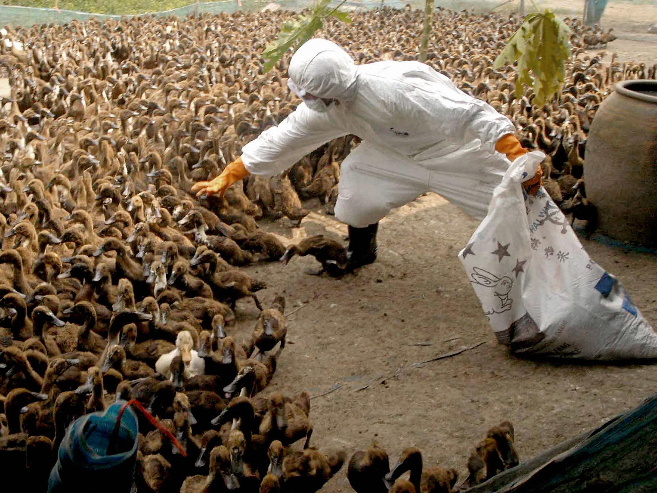 caption: A health officer collects ducks to be killed at a farm north of Bangkok during Thailand's bird flu outbreak in the early 2000s. A massive culling of fowl was part of the country's strategy to quash the virus.