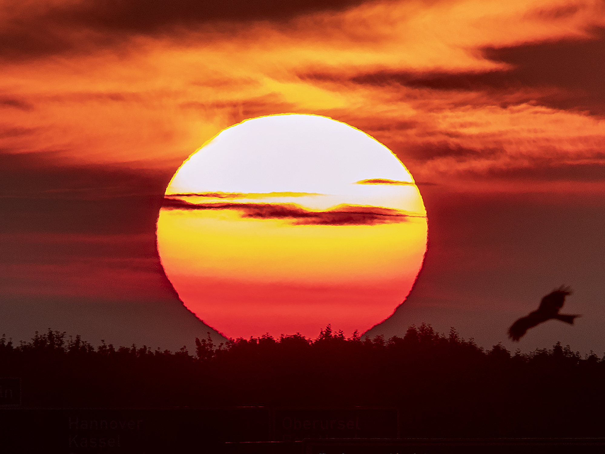 caption: The sun rises as a raptor flies by in Frankfurt, Germany, during the summer solstice of 2019, the so-called longest day on the Northern Hemisphere.