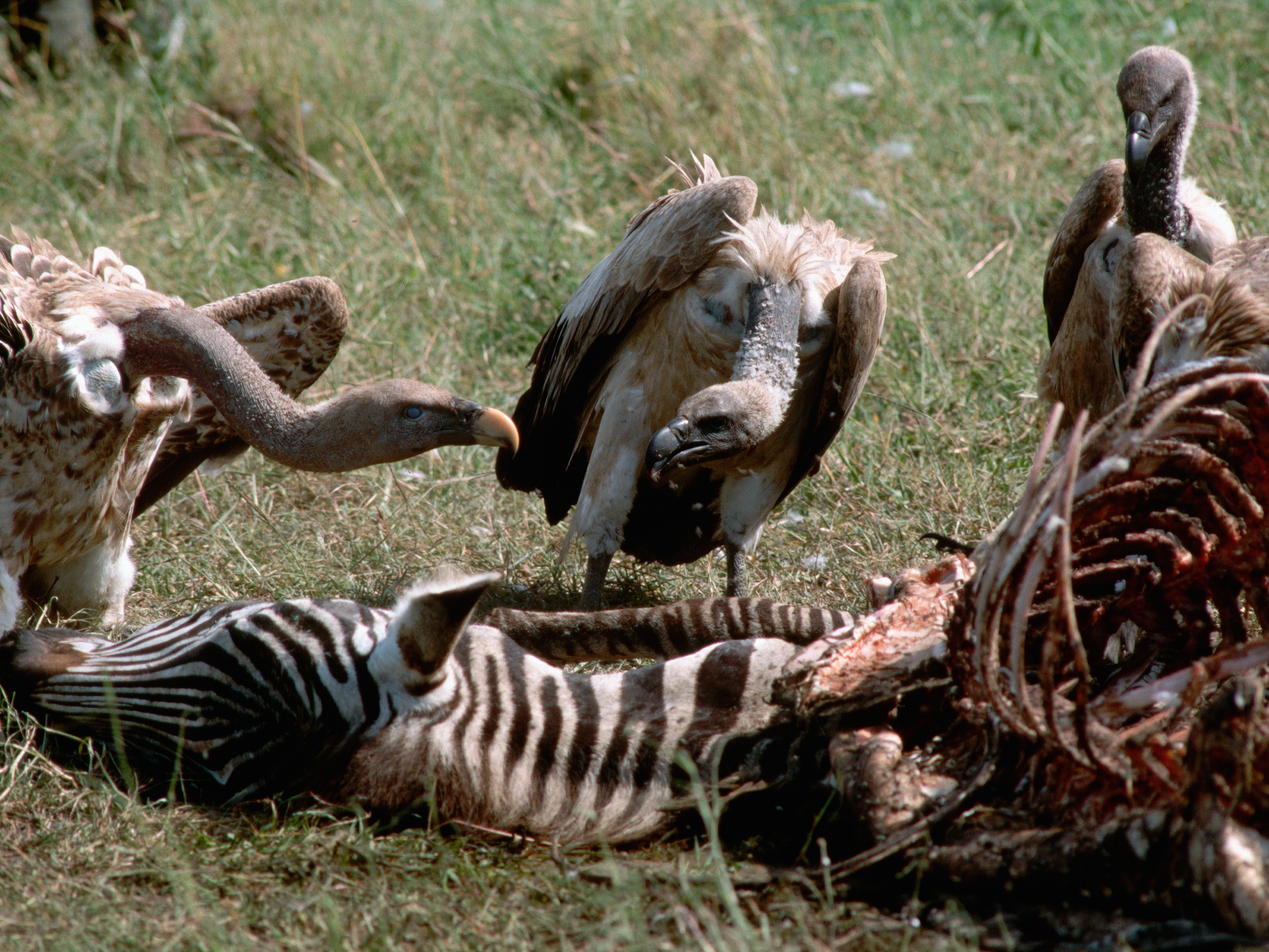 caption: Vultures feast on a zebra carcass, at the Serengeti National Park in Tanzania.