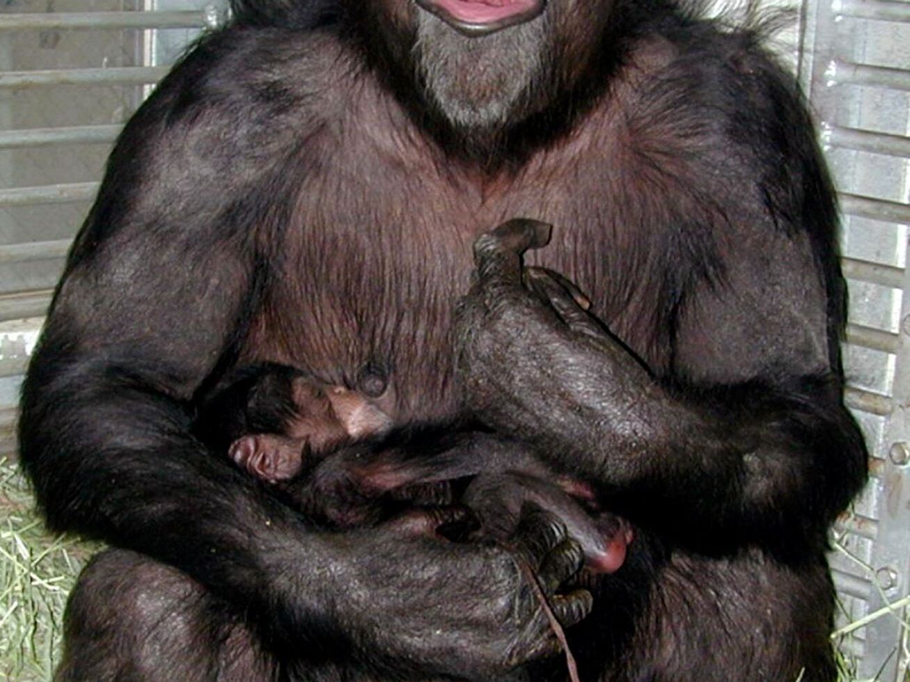 caption: 23-year-old chimpanzee Ai, known for her ability to recognize some letters and numbers, holds her 35-centimetre-tall newborn male chimp Ayumu, 25 April 2000, at the Primate Research Institute of Kyoto University in Inuyama, central Japan.