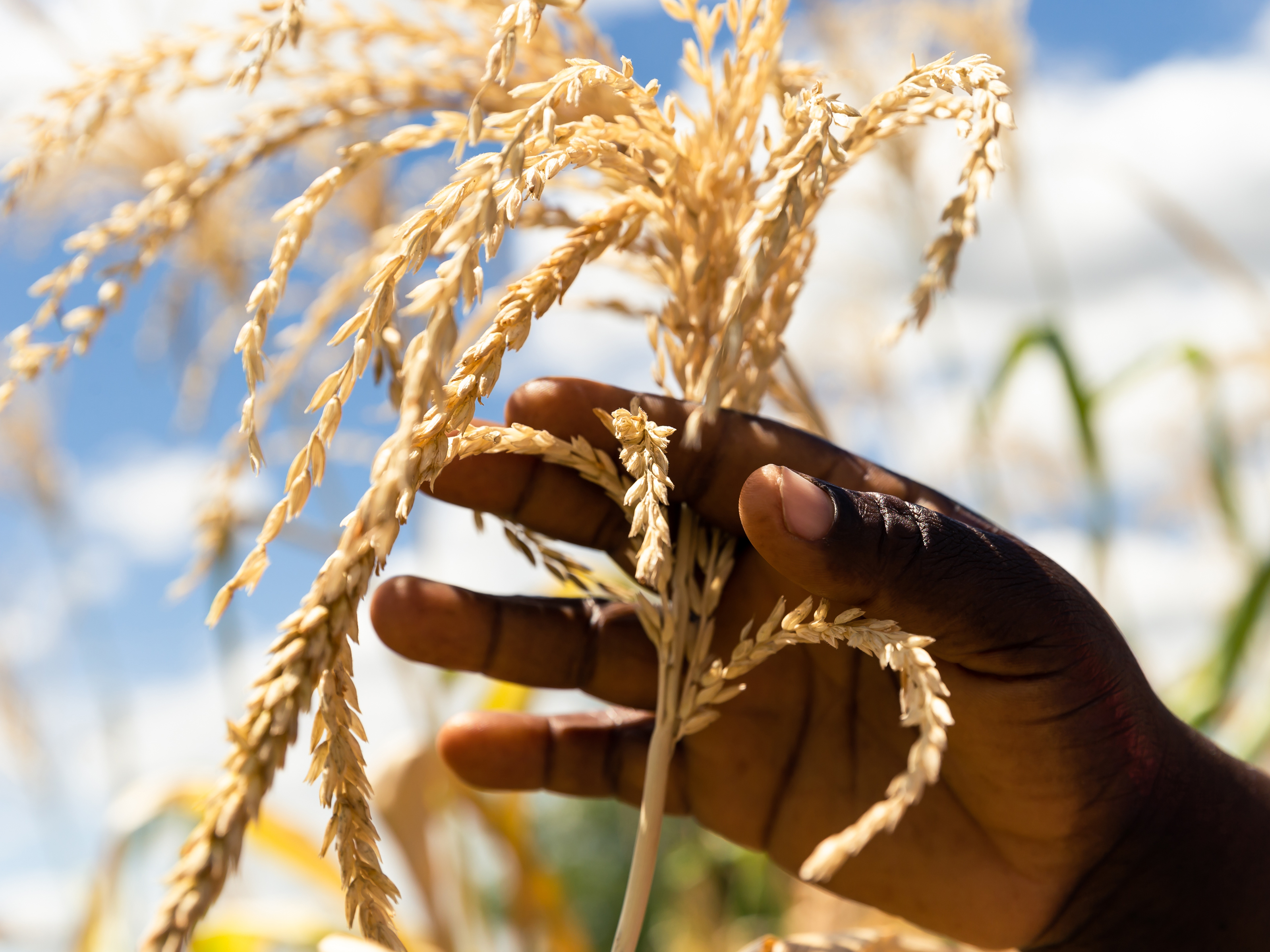 caption: Just three crops — wheat, corn and rice — make up nearly 60 percent of the plant-based calories in most diets, according to a new report. Above, a farmer inspects a plant in her dry maize field on March 13 in Zimbabwe.