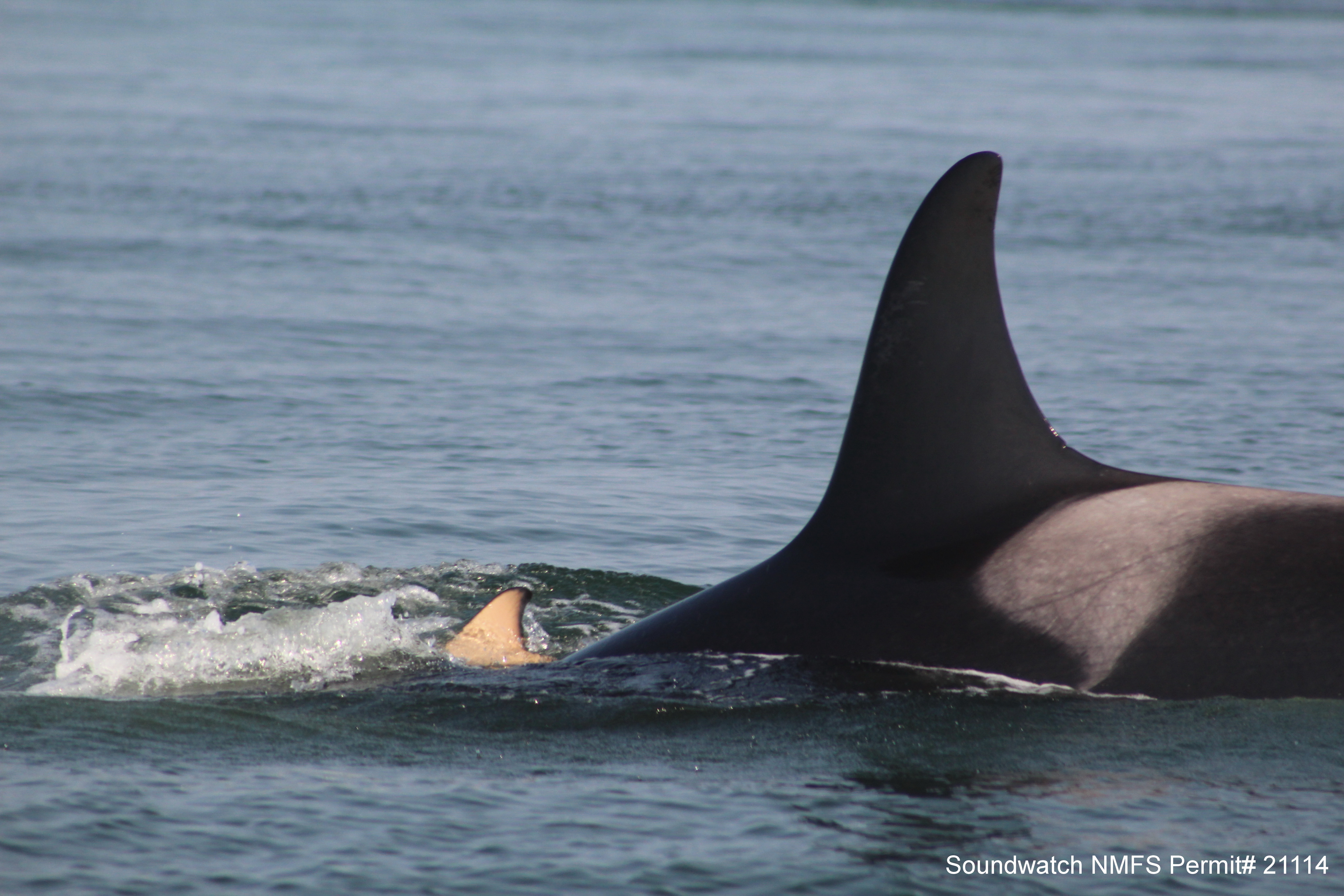 caption: Day 9: A small fin of the deceased baby whale follows its mother through Salish waters. 
