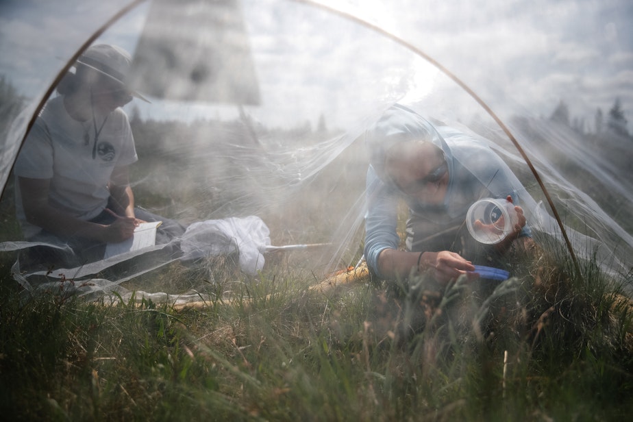 caption: Erica Henry with the Washington Department of Fish and Wildlife retrieves a Taylor’s checkerspot butterfly from a mesh tent at Scatter Creek Wildlife Area on April 30, 2025, in Thurston County.
