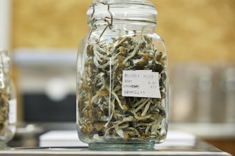 caption: Psilocybin mushrooms jarred and ready for distribution at Uptown Fungus lab in Springfield, Ore. Oregon has decriminalized the use of the psychedelic drug.