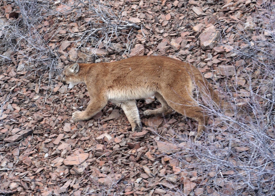 caption: This March 8, 2006, file photo provided by the Oregon Department of Fish and Wildlife shows a cougar in the Beulah Wildlife Management Unit in Oregon's Malheur County.