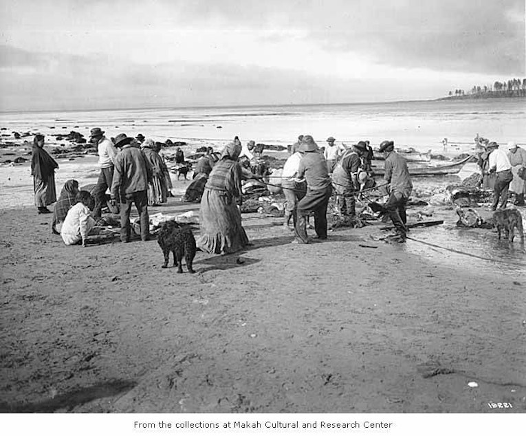 caption: Cutting up a whale on Neah Bay, 1910.