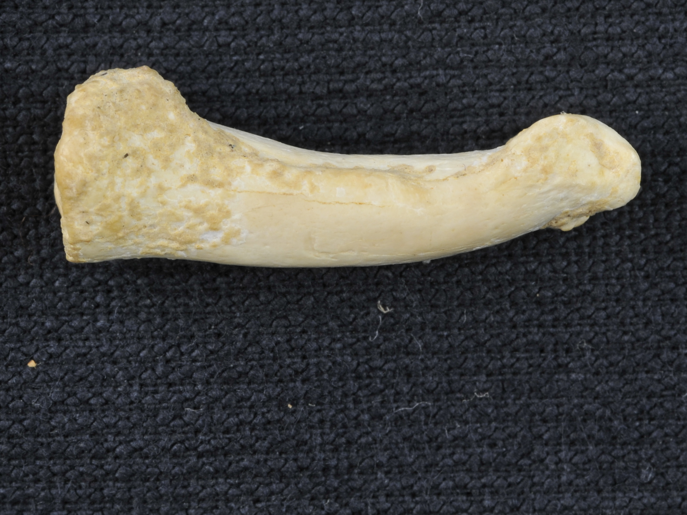 caption: The pronounced curve of this toe bone — the proximal phalanx — from a specimen of <em>Homo luzonensis,</em> an early human found in a Philippine cave, looks more like it came from tree-climbing <em>Australopithecus </em>than from a modern human, scientists say.
