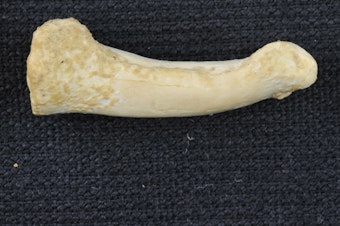 caption: The pronounced curve of this toe bone — the proximal phalanx — from a specimen of <em>Homo luzonensis,</em> an early human found in a Philippine cave, looks more like it came from tree-climbing <em>Australopithecus </em>than from a modern human, scientists say.