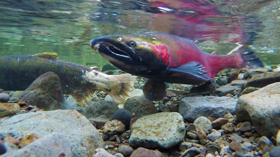 caption: Salmon are often thought to struggle in the Northwest's rivers and streams due to the presence of dams, predators like sea lions and warming temperatures. But their troubles are often found in ocean conditions, too.