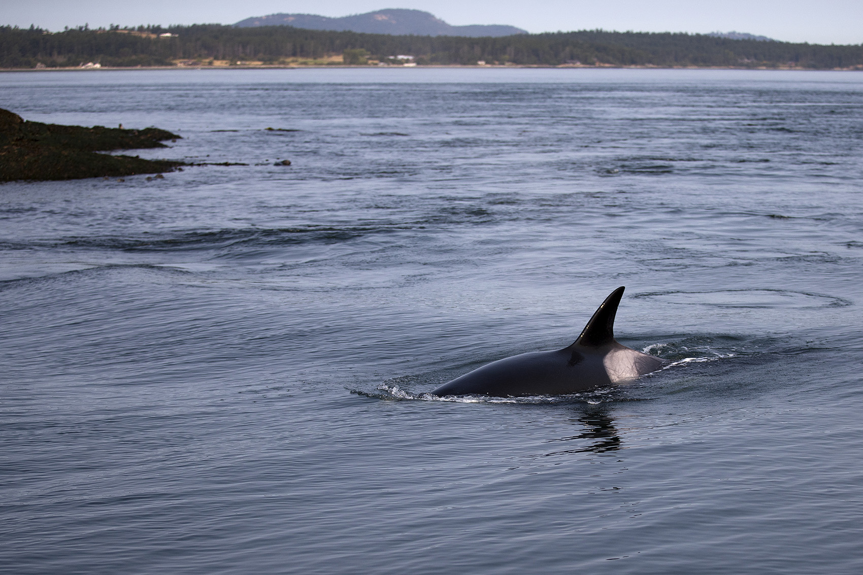 KUOW - Yes, there are mermaids in the Pacific Northwest. They get