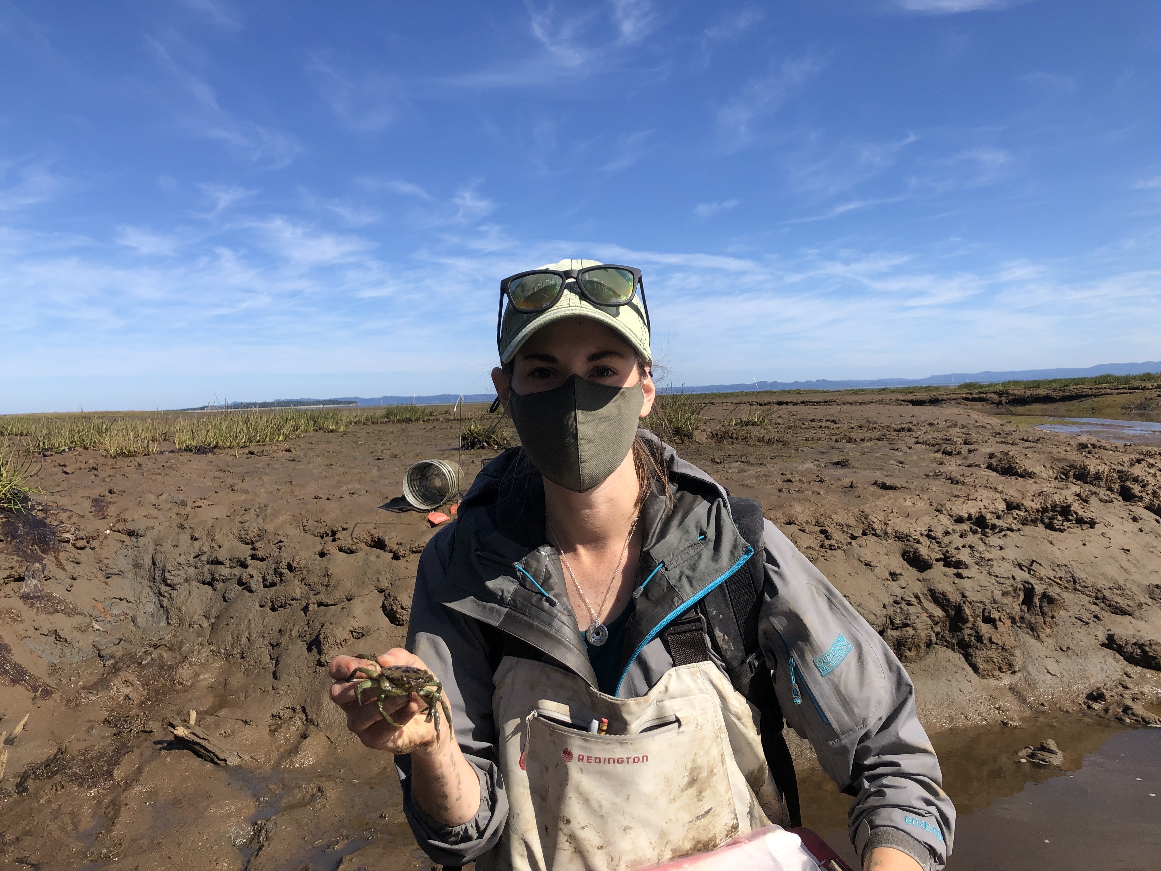 caption: Researcher Mary Fisher holds a European green crab captured in Willapa Bay, Washington.