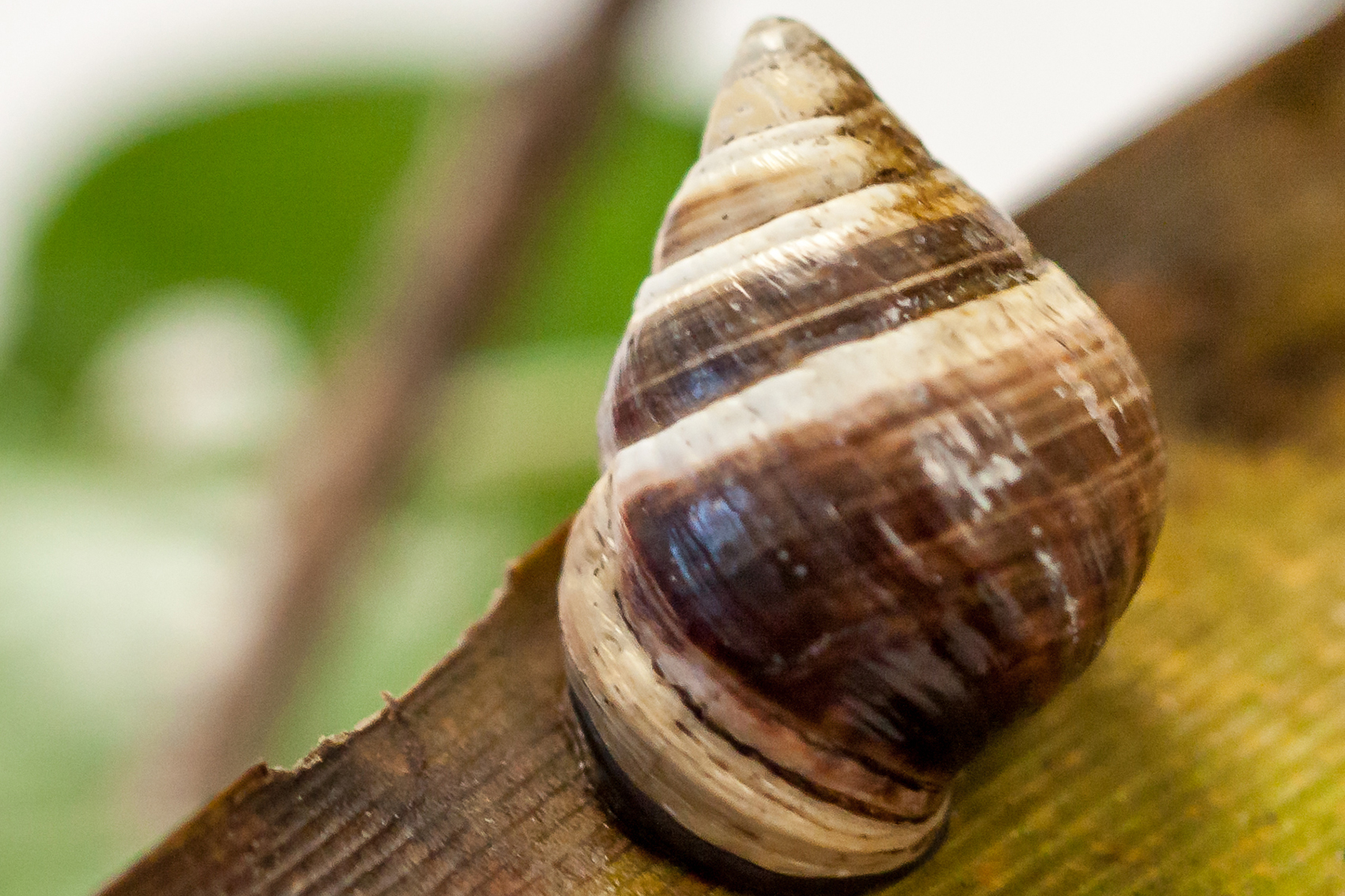 caption: George, a Hawaiian tree snail, died on New Year’s Day 2019. He was the last known member of his species alive. (David Sischo/Hawaii Department of Land and Natural Resources)