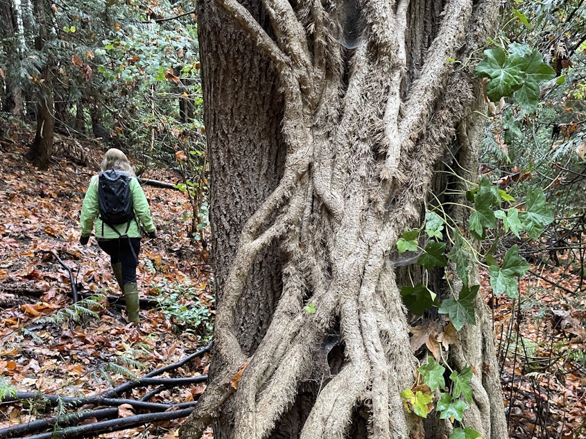 caption: Thick ivy roots climb a maple tree on the Shoreline College campus in Shoreline, Washington, in October 2022.