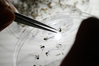 caption: Victoria Micieli, director and scientist at the Center for Parasitological and Vector Studies of the national scientific research institute CONICET, classifies different species of mosquitoes at a laboratory in La Plata, in Argentina's Buenos Aires Province, on Tuesday.