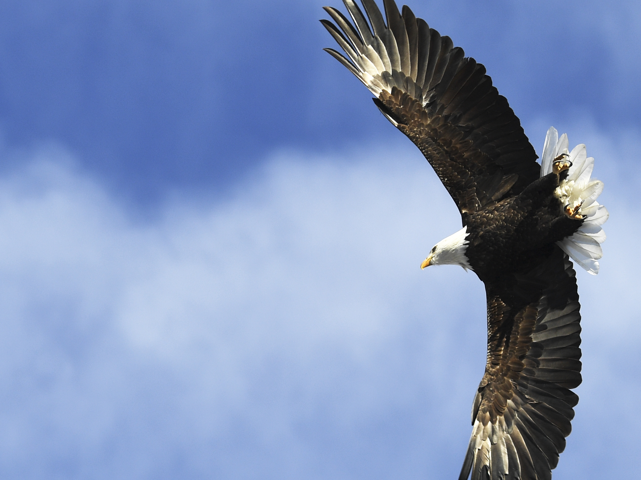 caption: A bald eagle takes flight from a tree along the Platte River in Denver, Colorado. In Michigan, a bald eagle is being blamed for an attack that downed one of the state's drones.