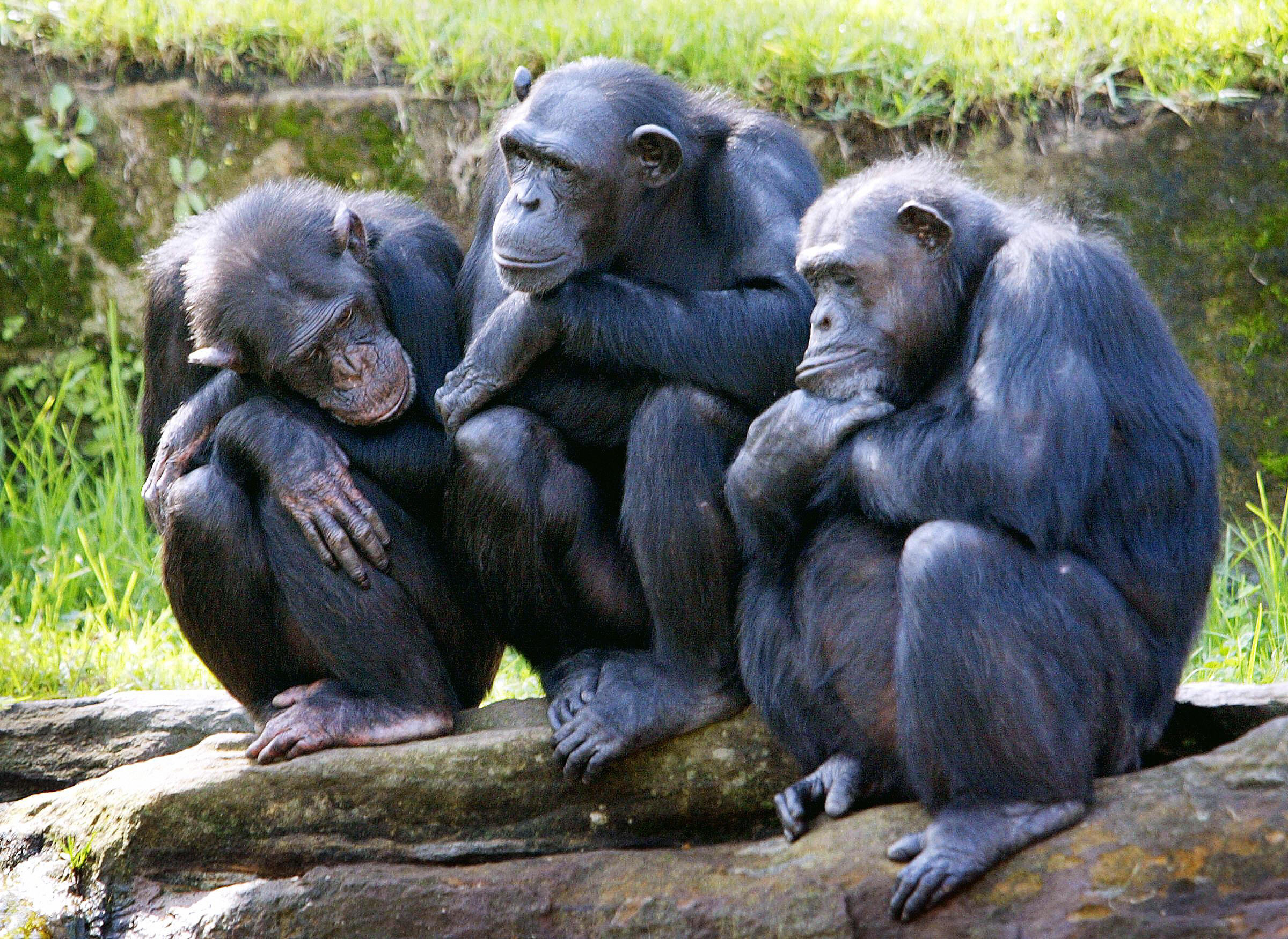 caption: Three female chimpanzees nod-off as they sit on rocks in a family group, with the sun on their backs in their open air enclosure at the Taronga Zoo in Sydney, 26 April 2005.  (Rob Elliot/AFP via Getty Images)