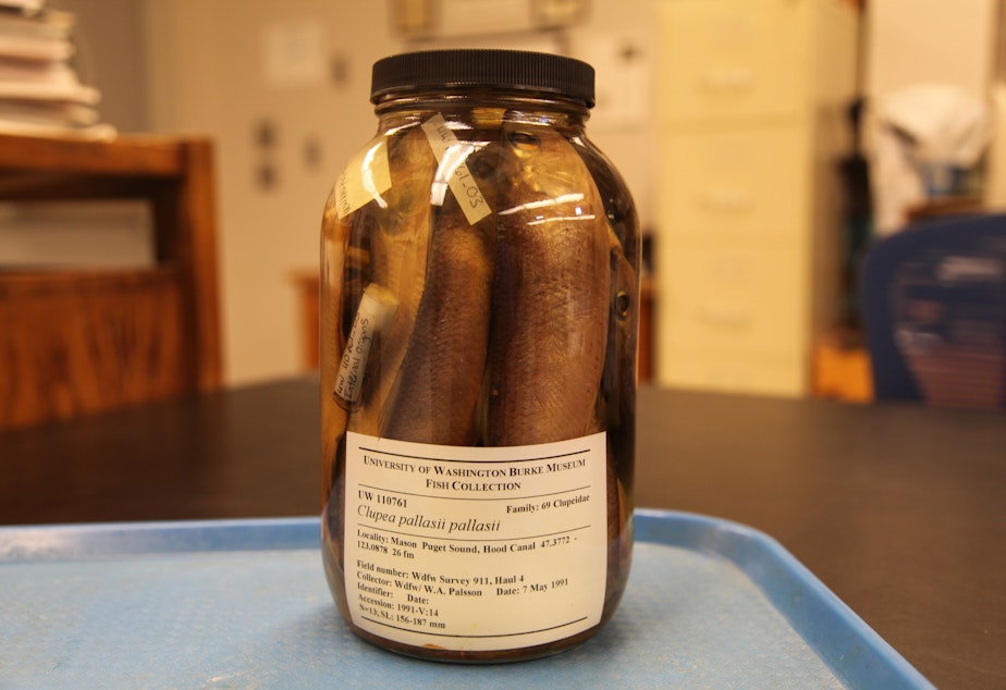 caption: A jar of fluid-preserved fish specimens from the UW Fish Collection at the Burke Museum. These fish were collected in Hood Canal in 1991.