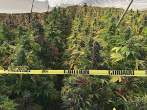 caption: An illegal cannabis cultivation site in the City of Santa Maria, in San Luis Obispo County, Calif. Authorities seized 20 tons of illegal cannabis in a raid that lasted four days in June 2019.