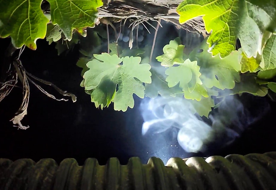 caption: Wine grapes are exposed to smoke for 36 hours, with samples taken every six hours to analyze how wildfire smoke might affect the grapes, and the final wine. Professor Tom Collins' most recent trial was interrupted by actual wildfire smoke in Washington.