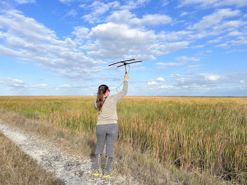 caption: Sam Smith, biologist at the University of Florida, uses a  telemetry tracking device to search for radio-tagged Burmese pythons in the Everglades.