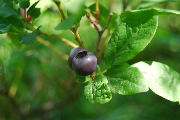 caption: <p>Huckleberries.</p>