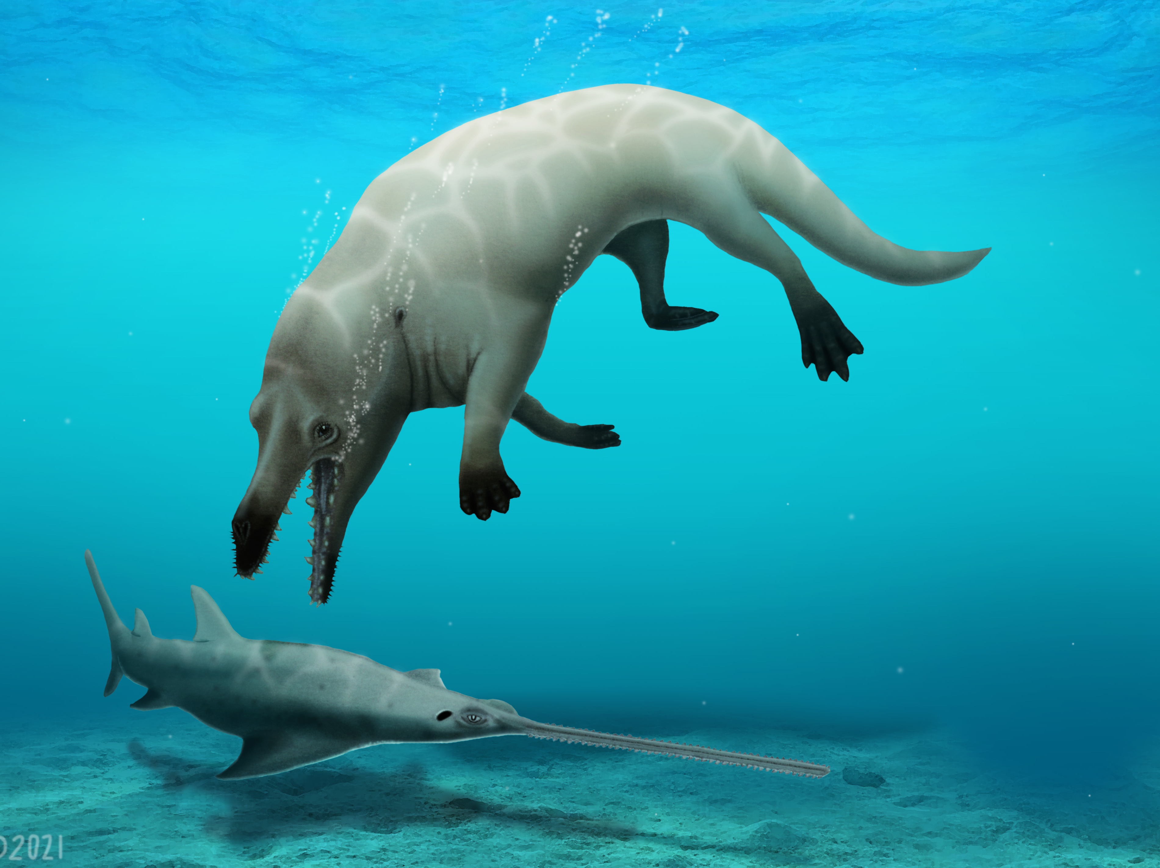 caption: A group of scientists have discovered a fossil of a now-extinct whale with four legs. This visual reconstruction shows <em>Phiomicetus</em> a<em>nubis</em> preying on a sawfish.