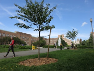 caption: One of the 30 young cherry trees the University of Washington dedicated in a ceremony on Tuesday.