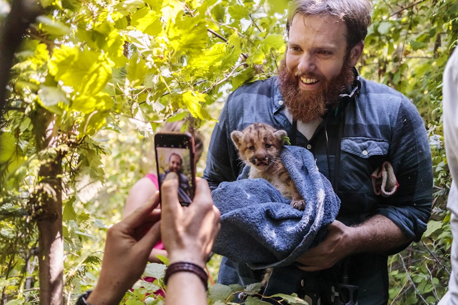 caption: 'The Wild' producer Matt Martin holds cougar kittens used in research of scientist Brian Kertson.