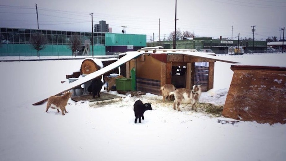 caption: Belmont Goats check out the snow at their current home. Thanks to Portland Development Commission, the herd will move to another Southeast Portland neighborhood, Lents, an urban renewal area.